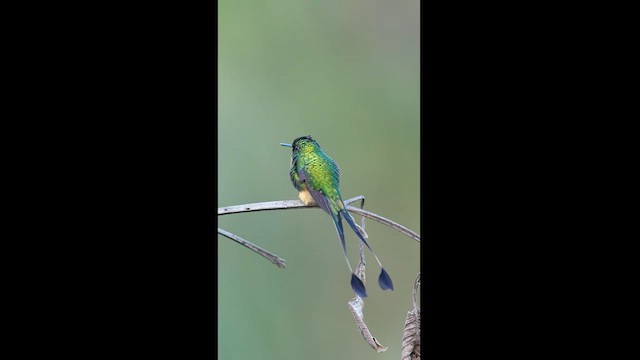 Peruvian Racket-tail - ML604305951