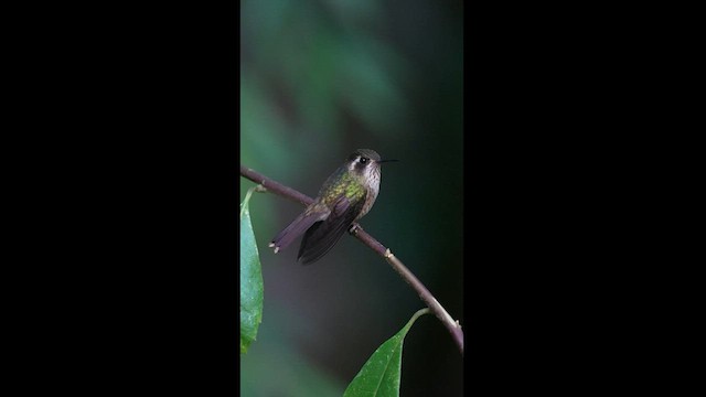 Colibri moucheté - ML604306021