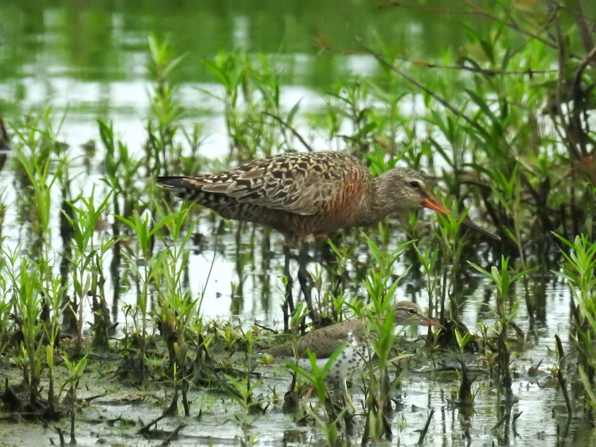 Hudsonian Godwit - ML604306441