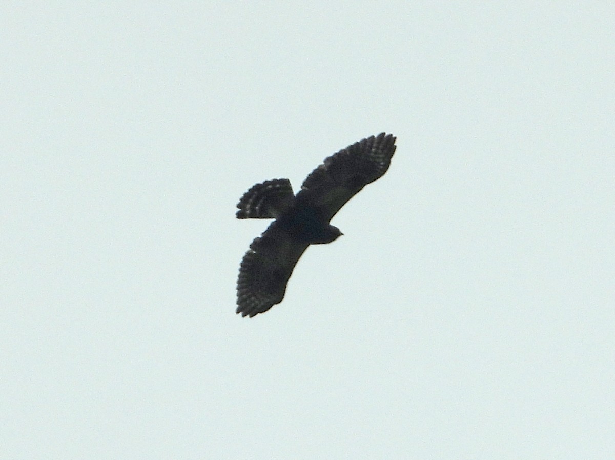 White-rumped Hawk - ML604307701