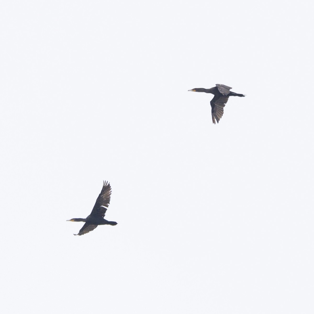 Double-crested Cormorant - ML604307881