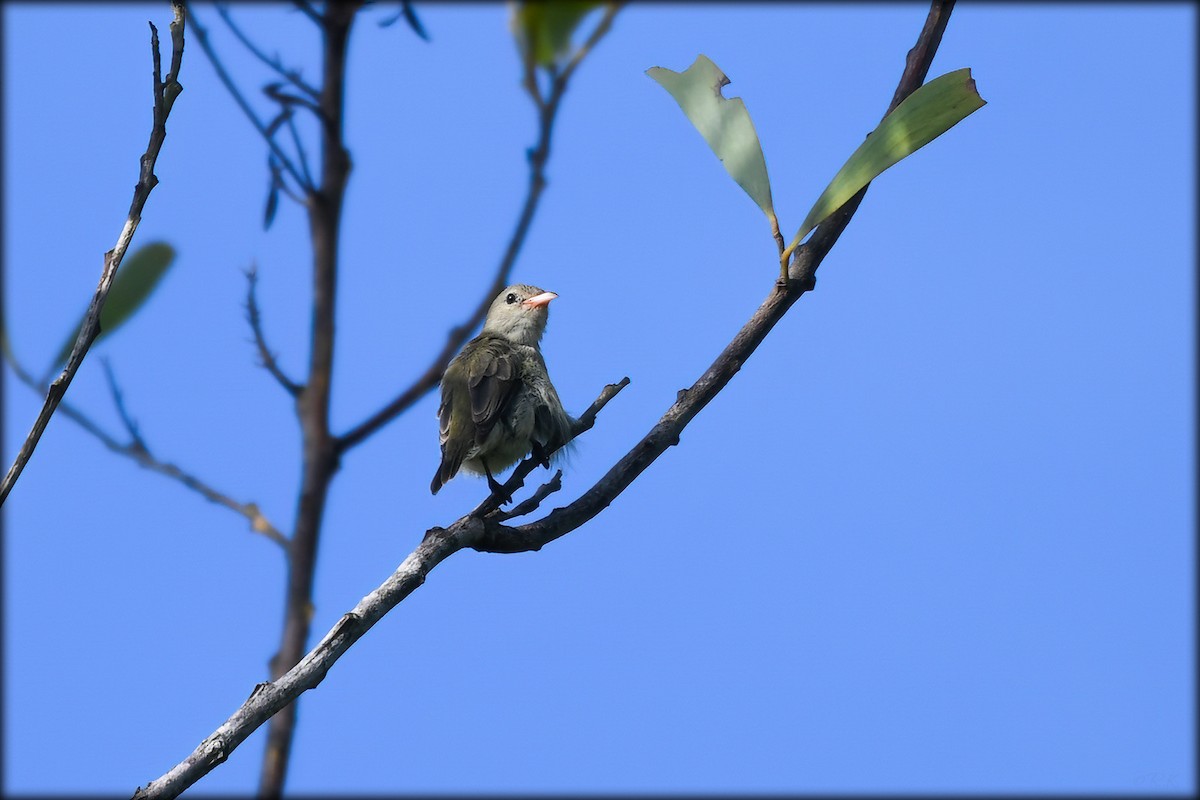 Pale-billed Flowerpecker - ML604308491