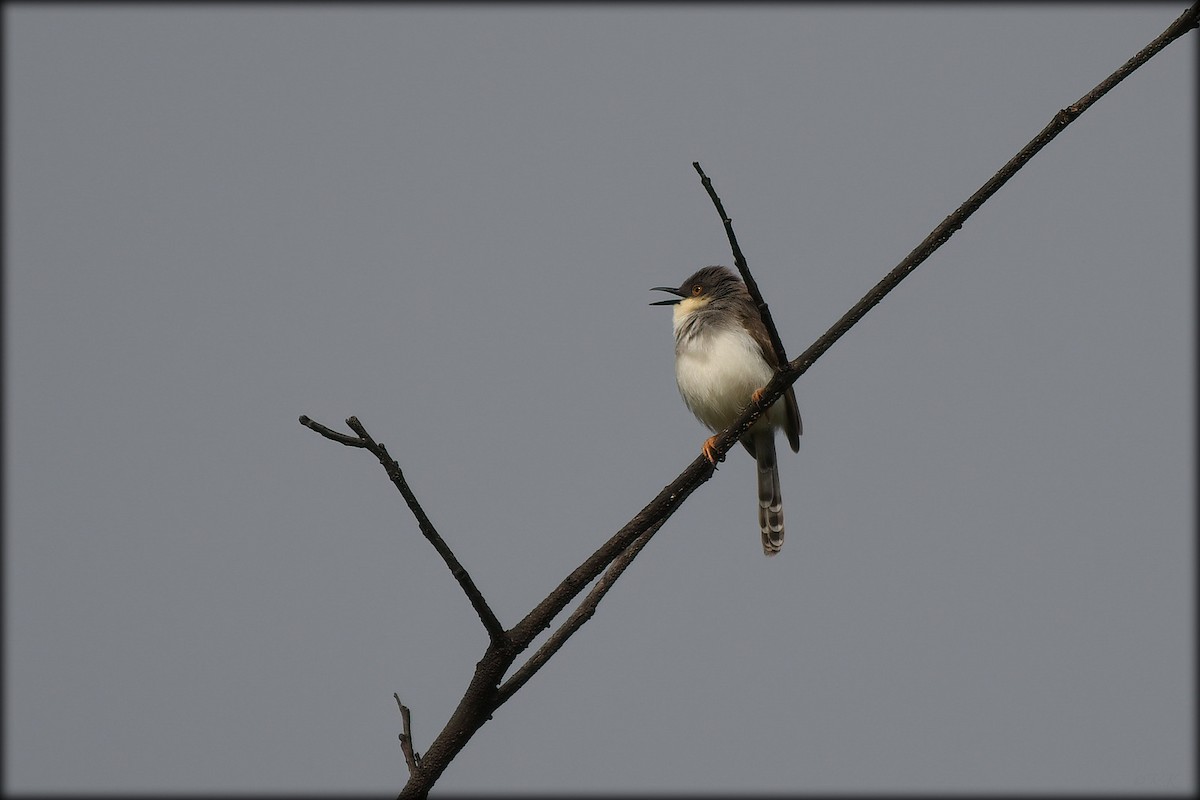 Gray-breasted Prinia - ML604308651