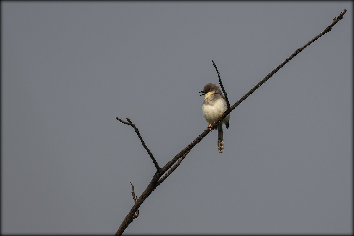 gråbrystprinia - ML604308661