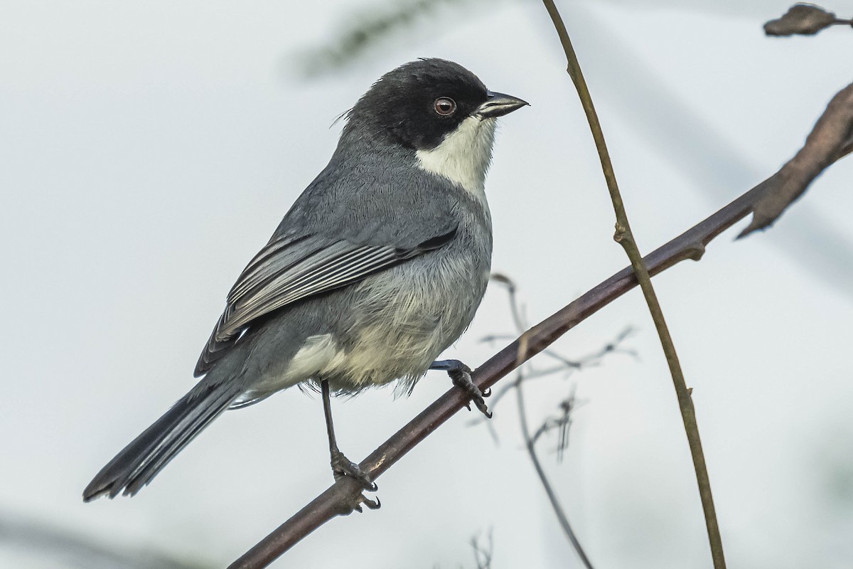 Black-capped Warbling Finch - Amed Hernández