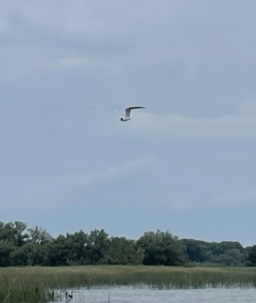 Common Tern - ML604308761