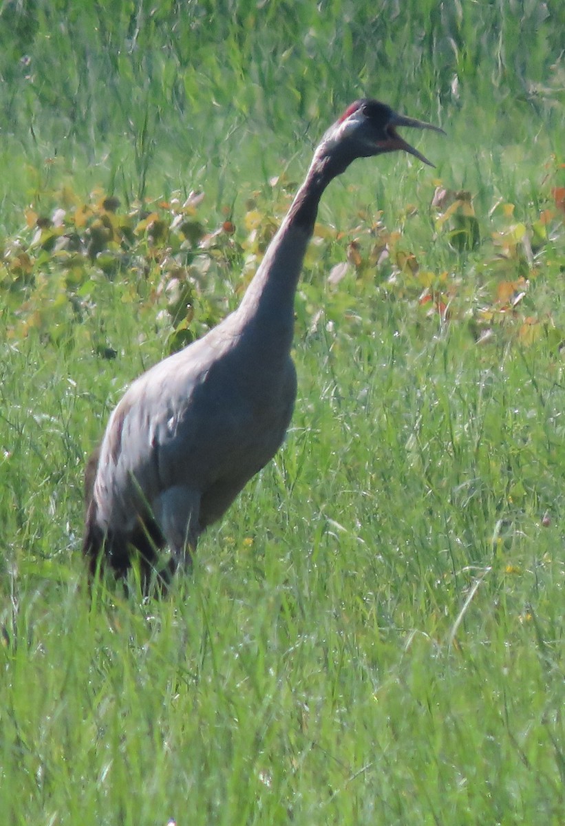 Common Crane - ML604308771