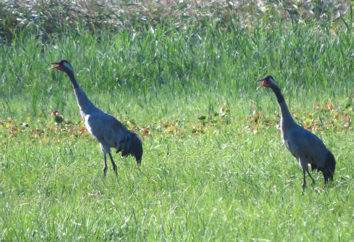 Common Crane - ML604308781