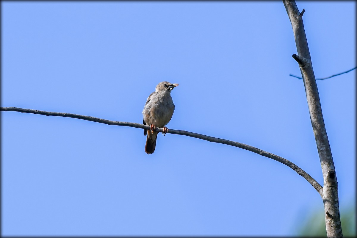 Malabar Starling - ML604308821