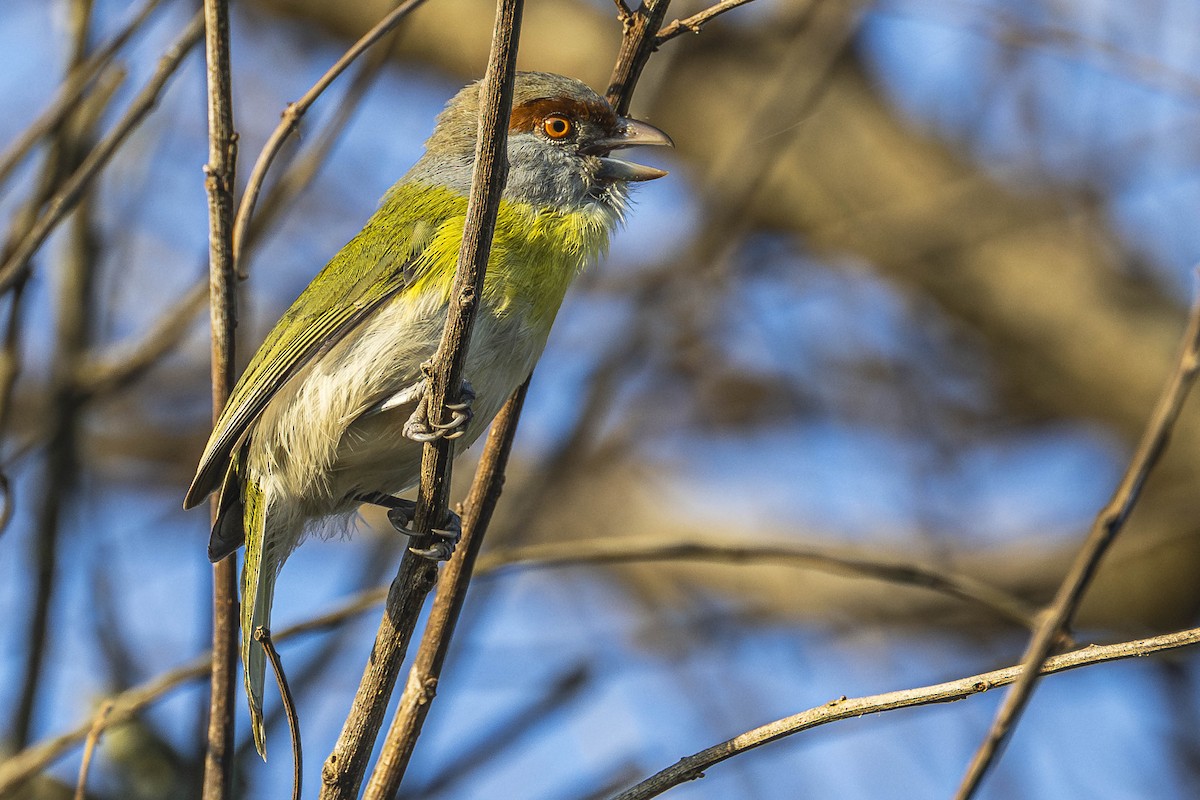 Rostbrauenvireo - ML604308901