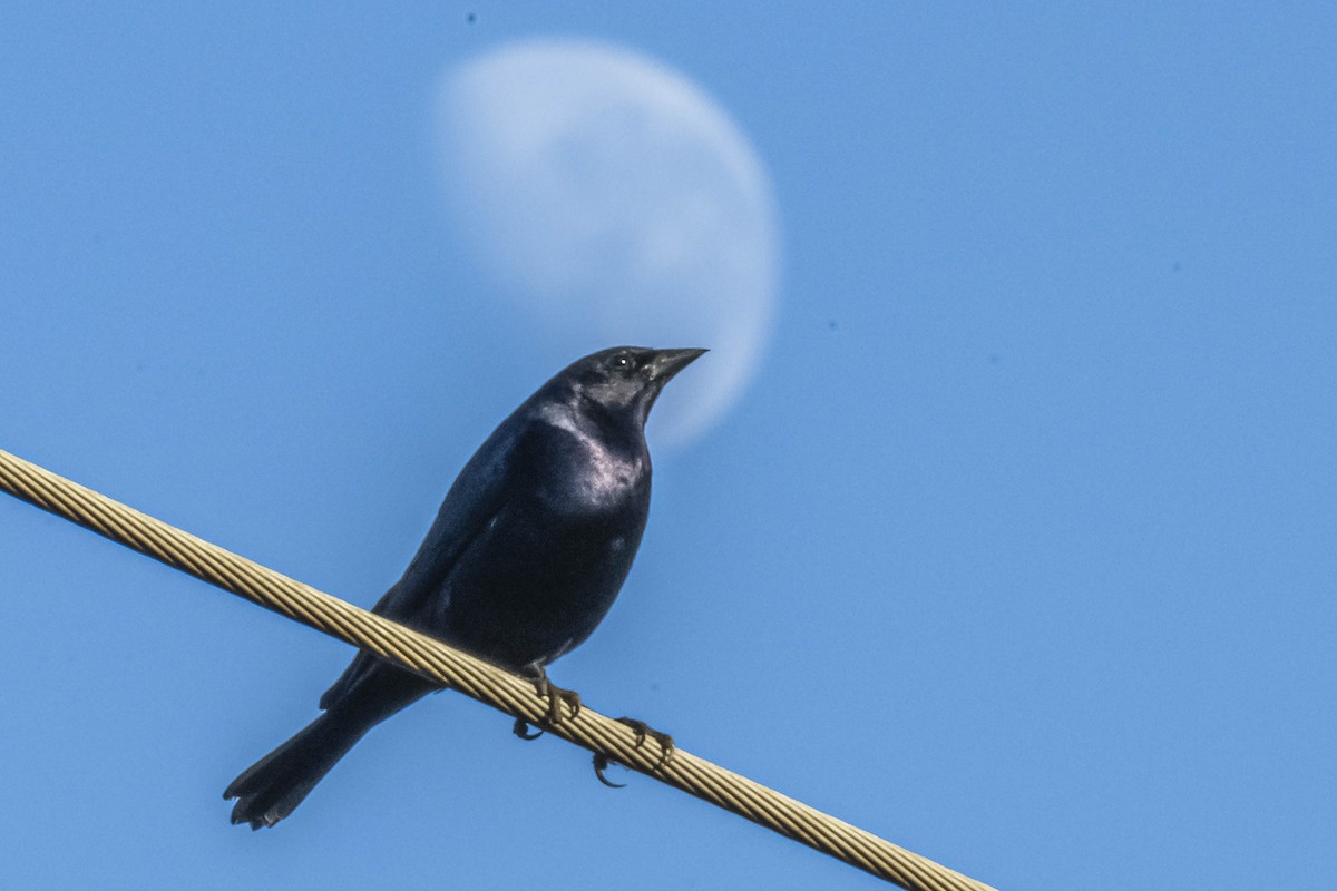 Shiny Cowbird - ML604308931