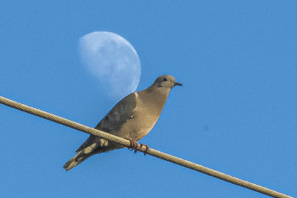 Eared Dove - ML604308991