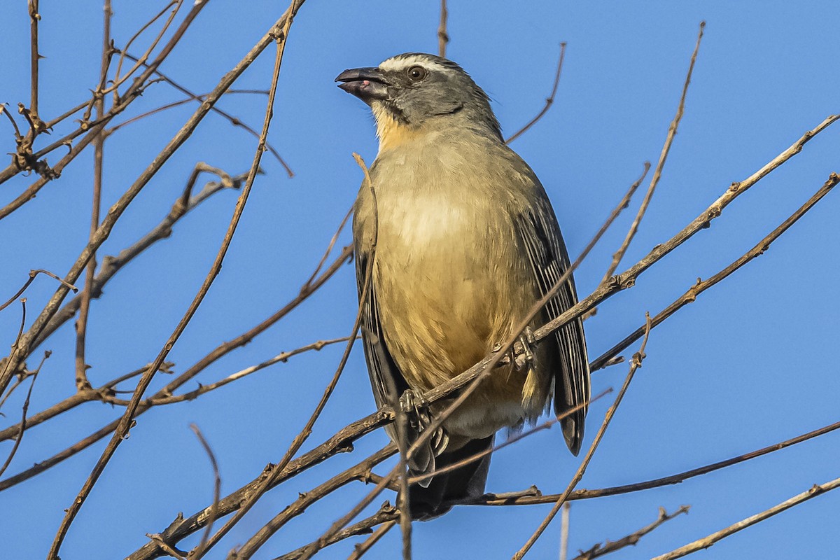 Bluish-gray Saltator - ML604309081