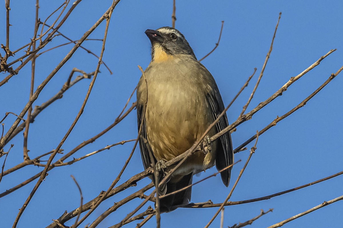 Bluish-gray Saltator - ML604309091