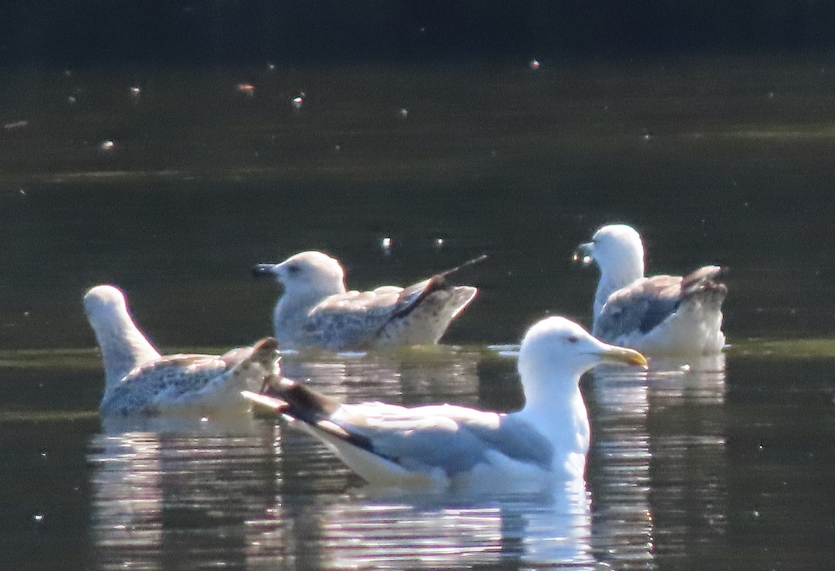 Caspian Gull - ML604309491