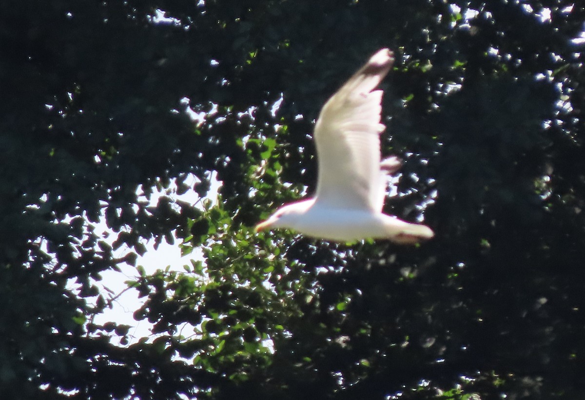 Caspian Gull - ML604309531