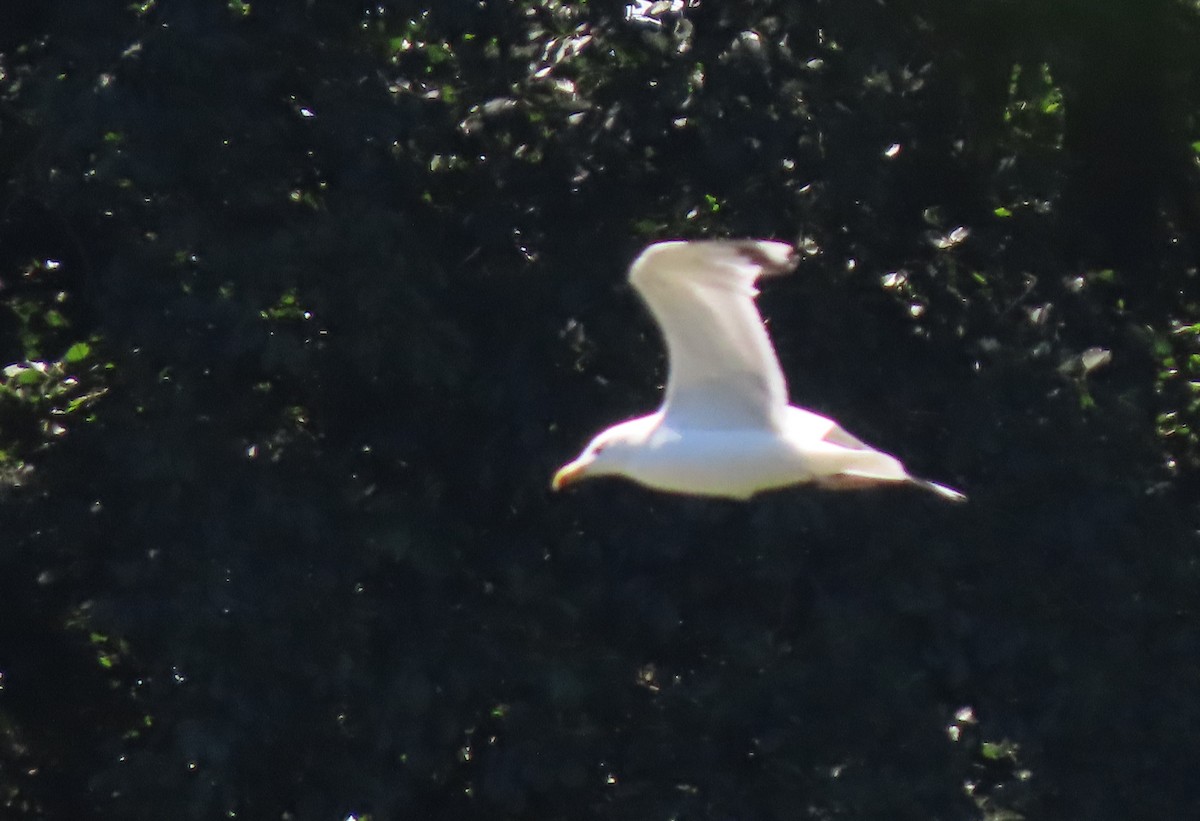 Caspian Gull - ML604309551