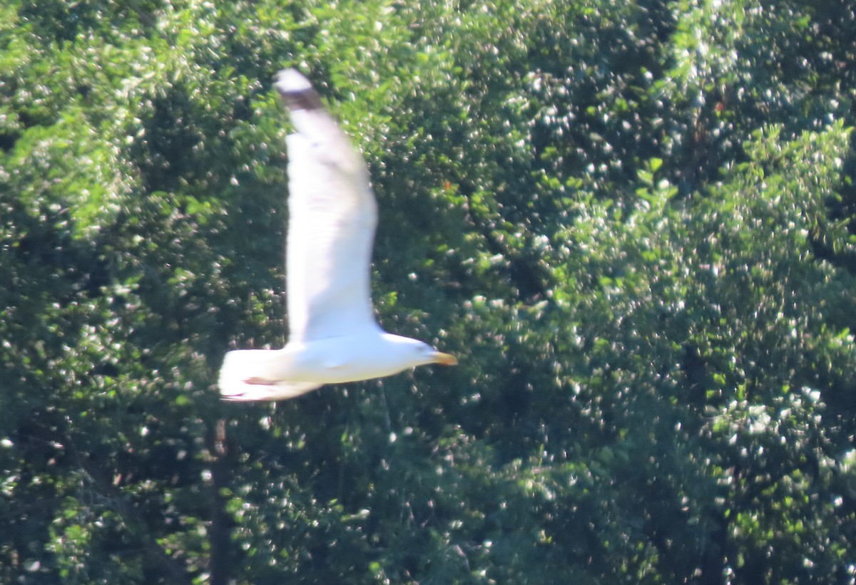 Caspian Gull - ML604309591