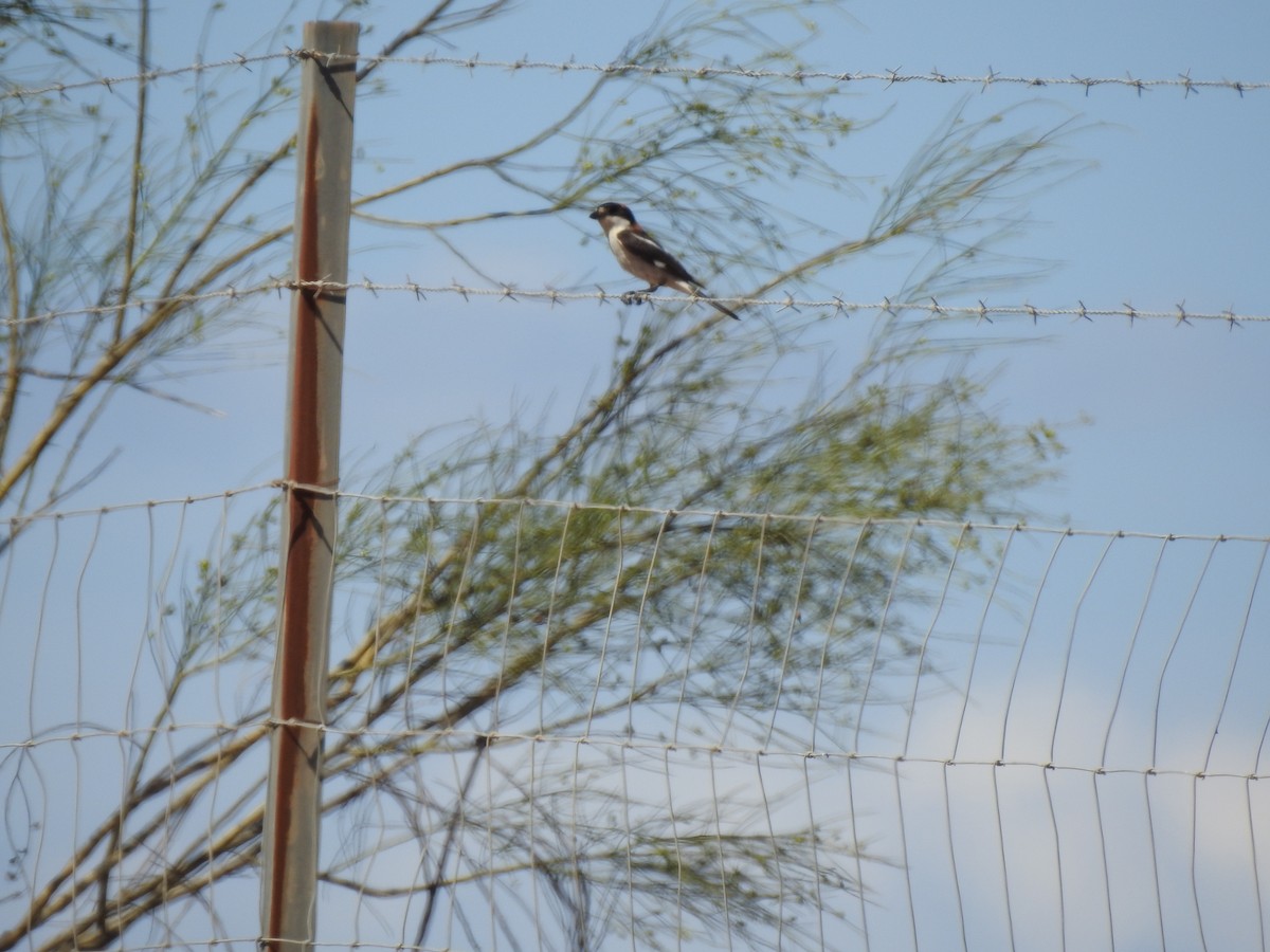 Woodchat Shrike - ML604310111