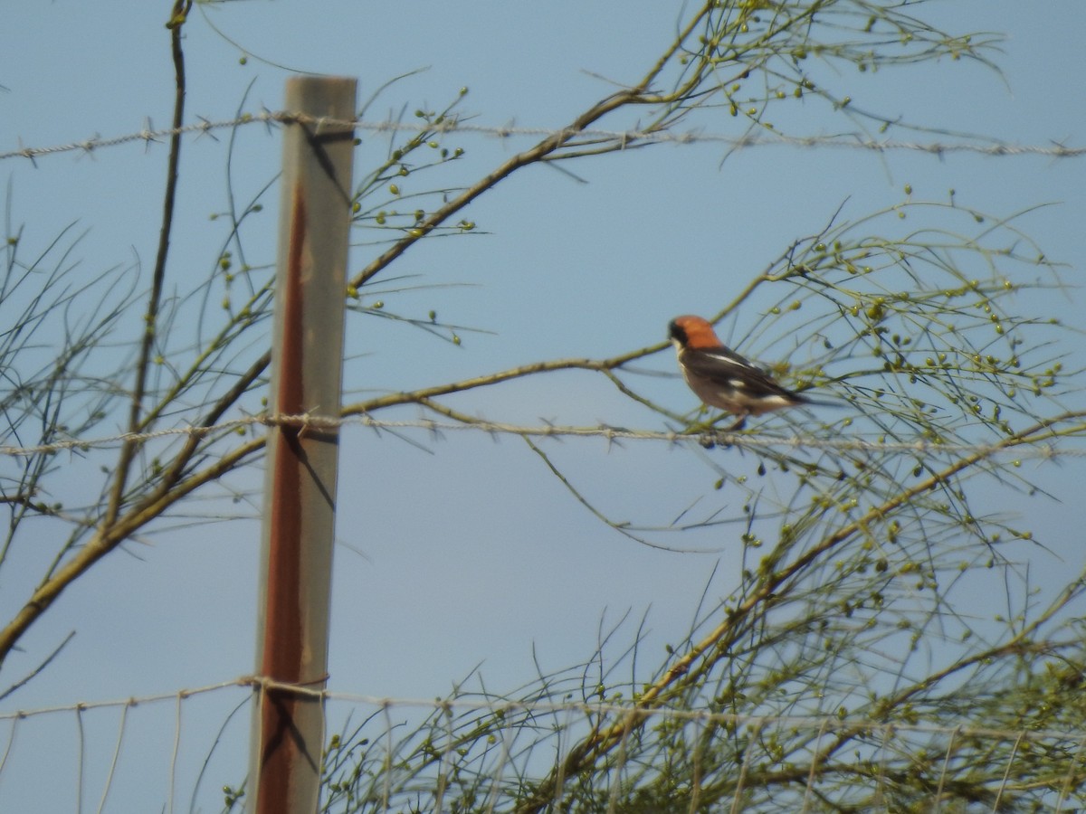 Woodchat Shrike - ML604310121