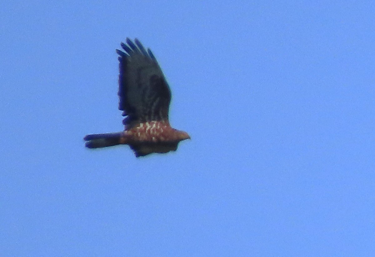 European Honey-buzzard - ML604310221