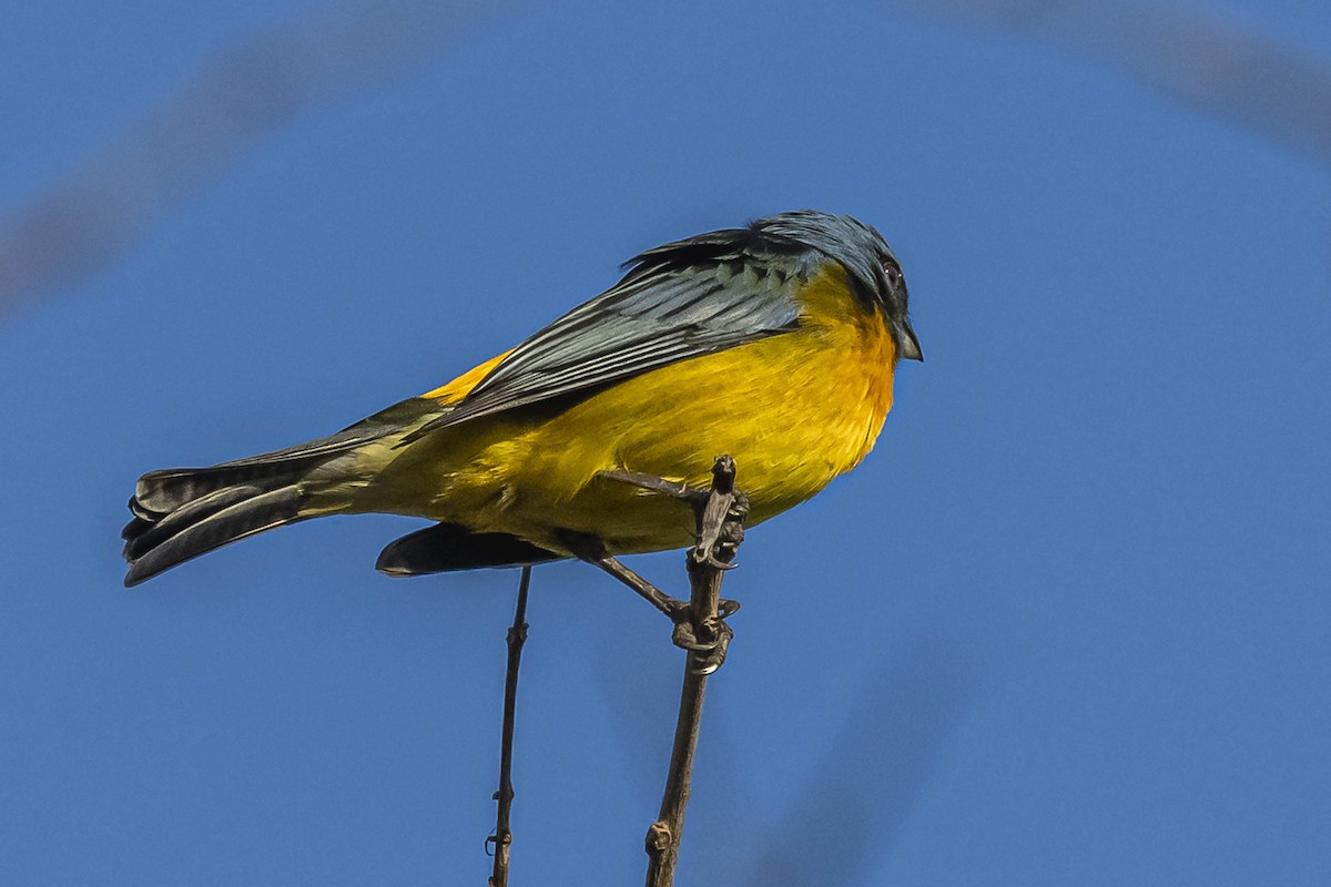 Blue-and-yellow Tanager - ML604310361