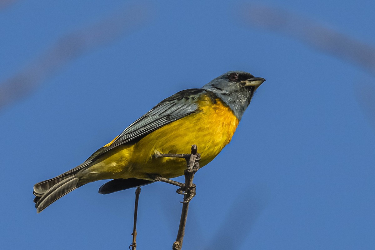 Blue-and-yellow Tanager - ML604310371