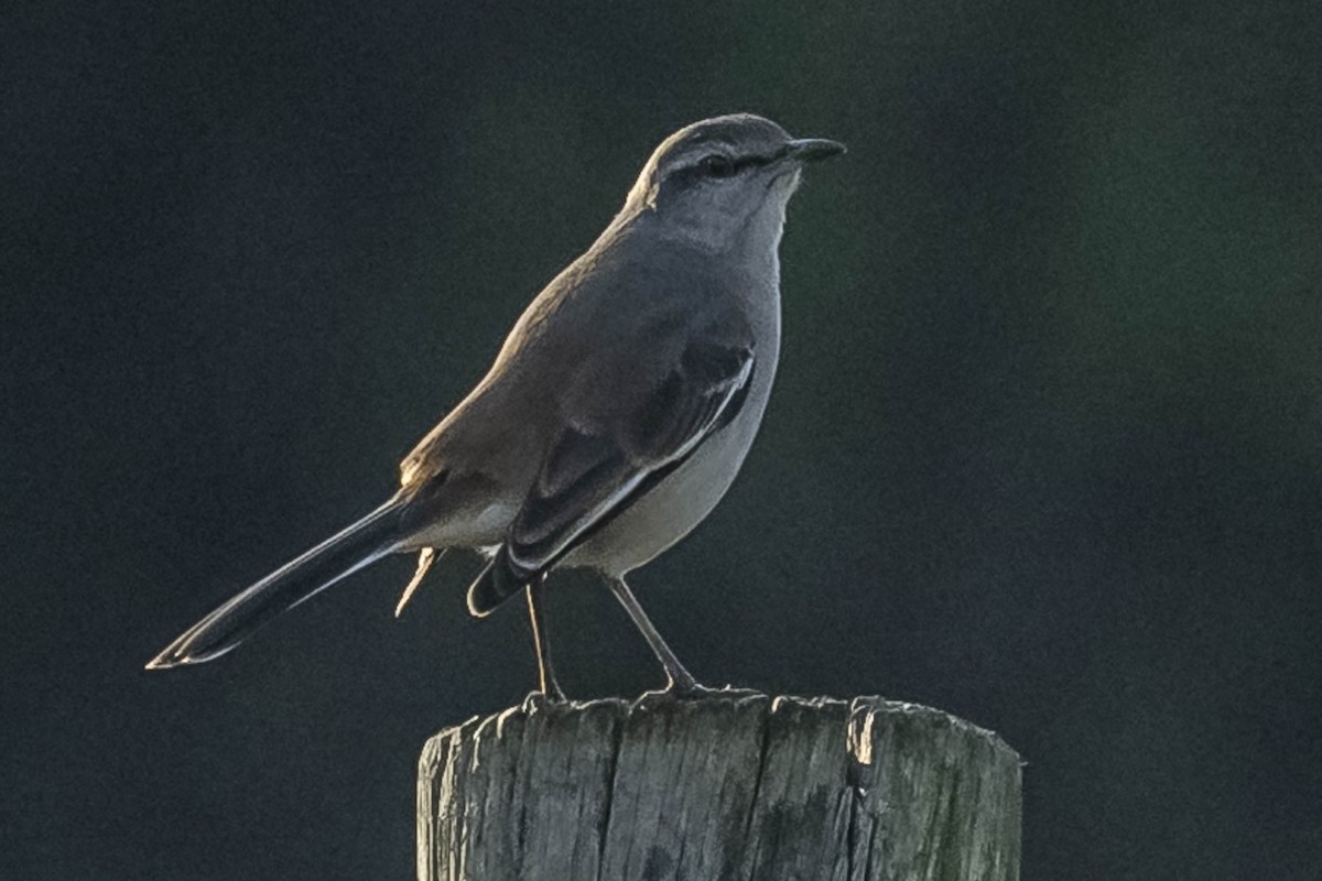 White-banded Mockingbird - ML604310411