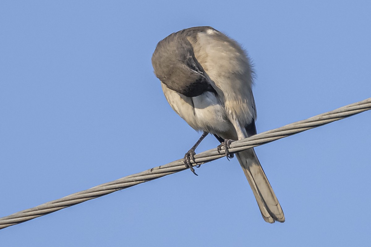 White-banded Mockingbird - ML604310421