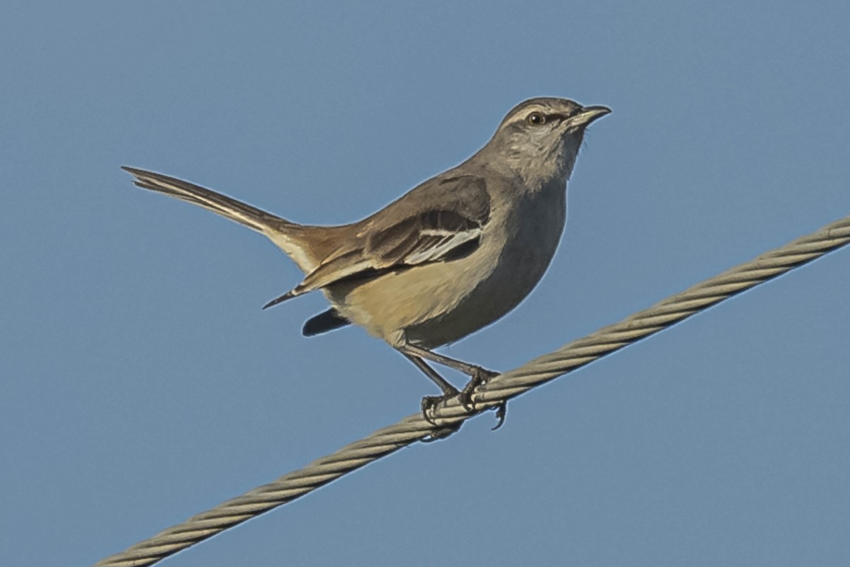 White-banded Mockingbird - ML604310431