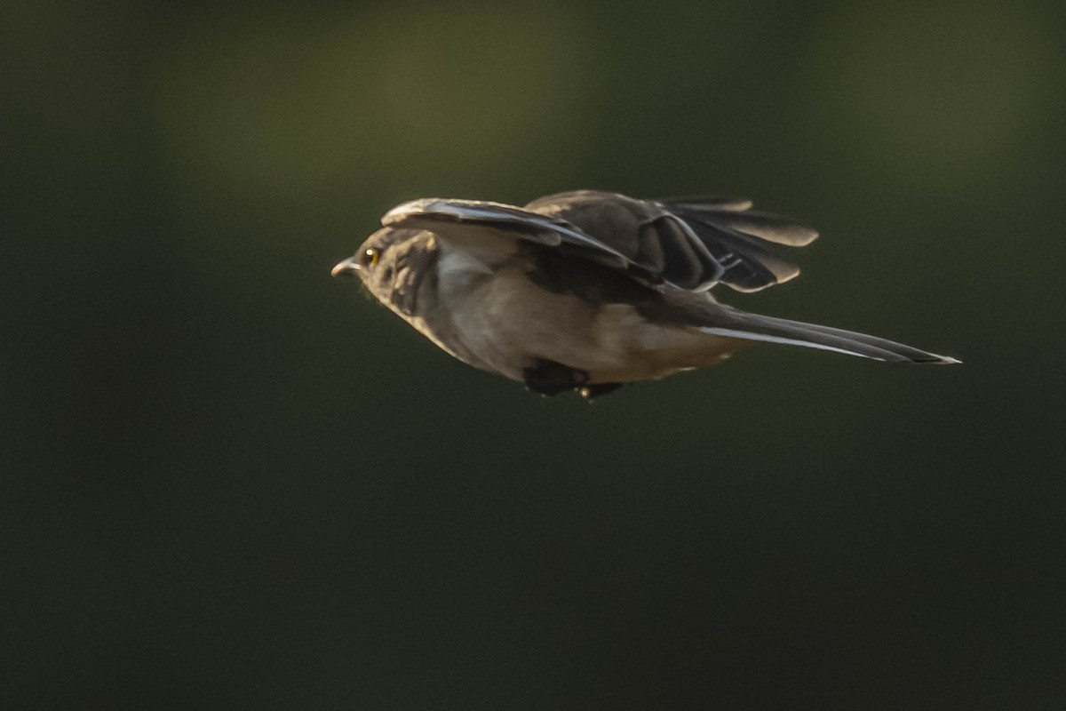 White-banded Mockingbird - ML604310441