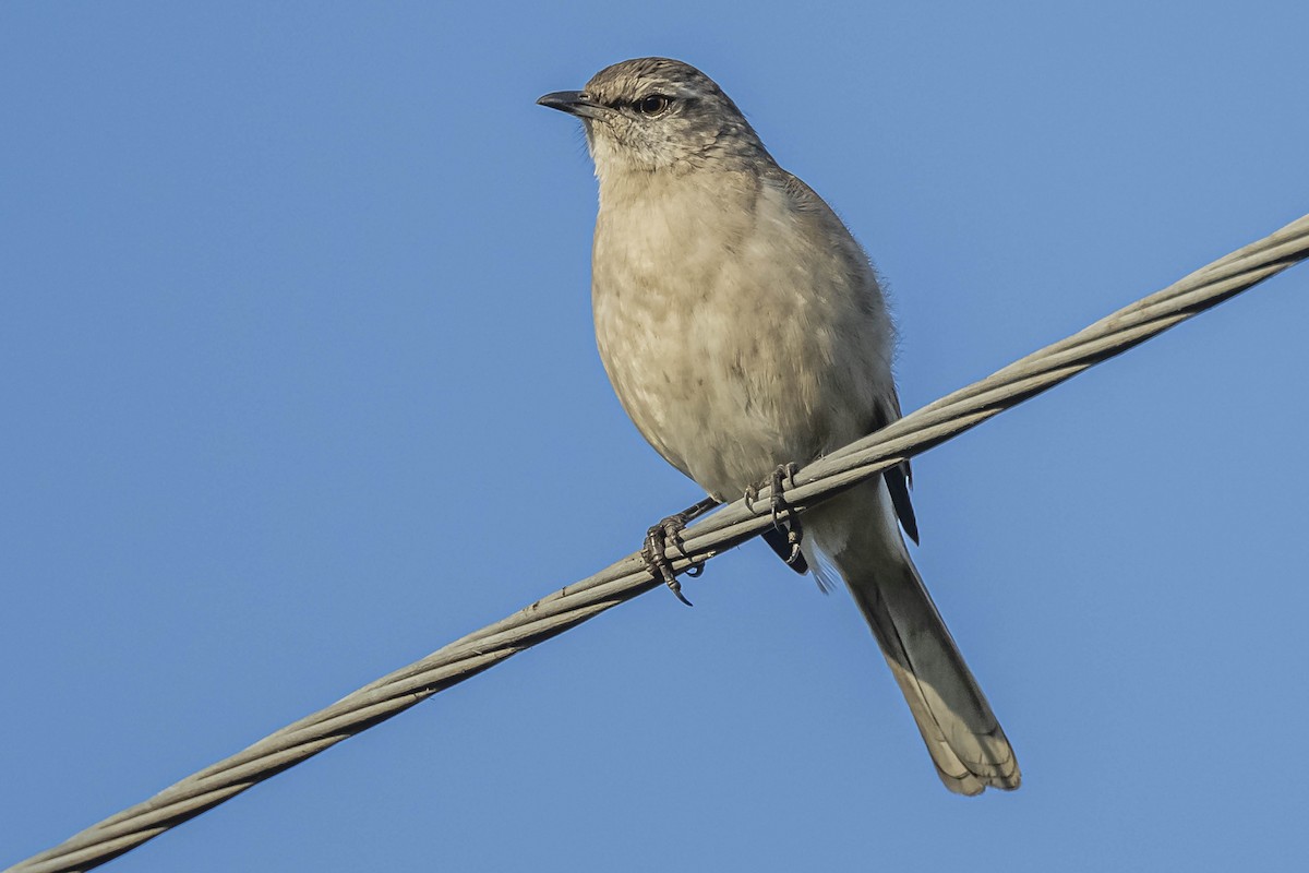White-banded Mockingbird - ML604310451