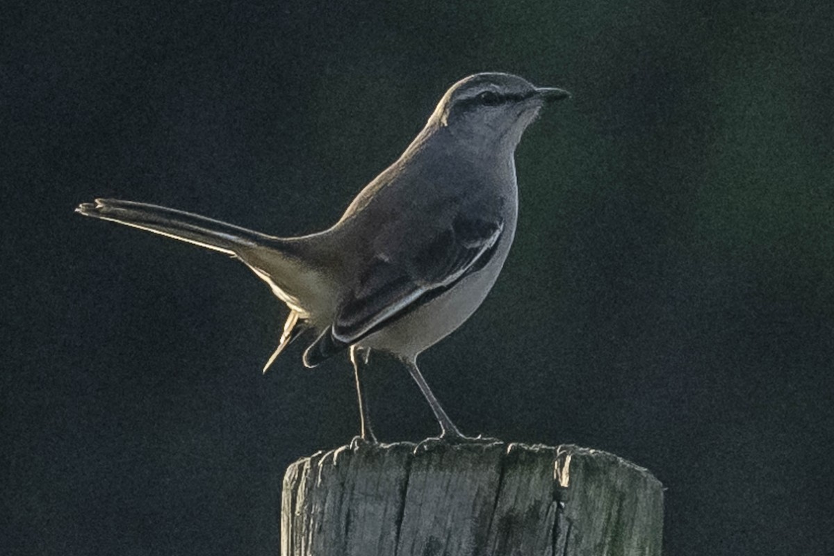 White-banded Mockingbird - ML604310461