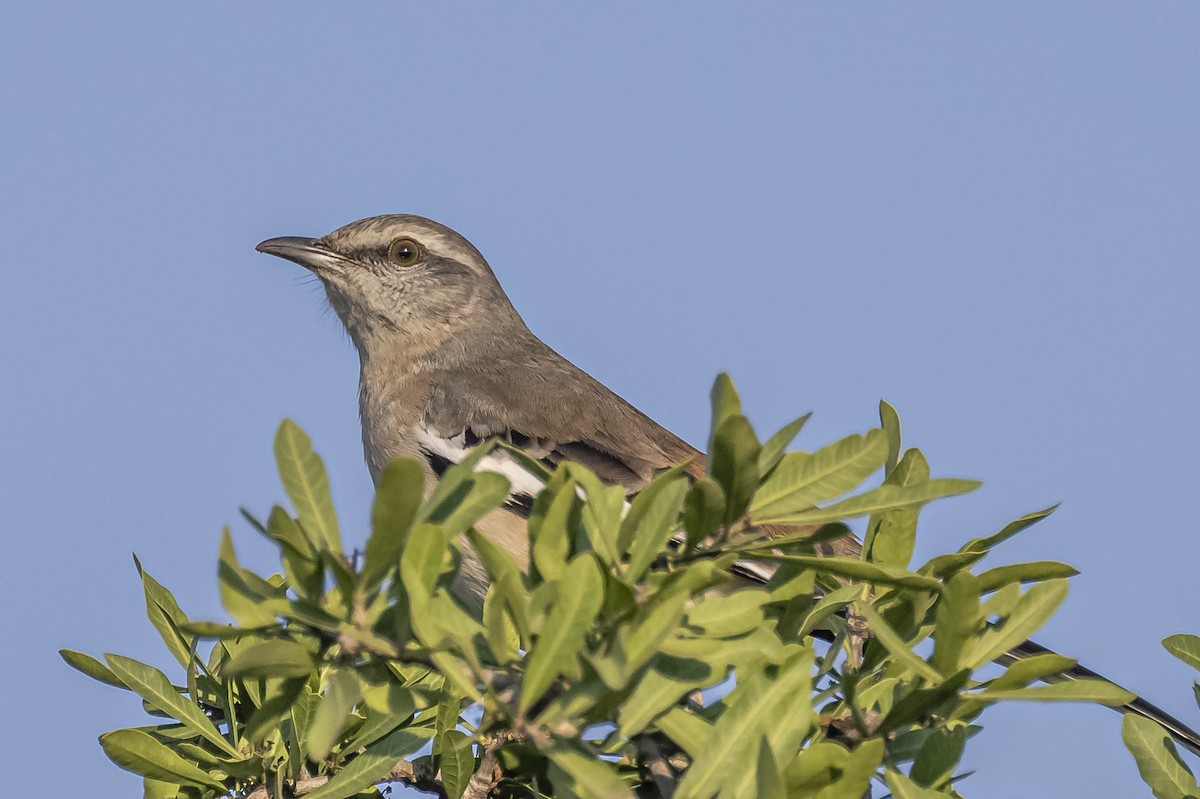 White-banded Mockingbird - ML604310511