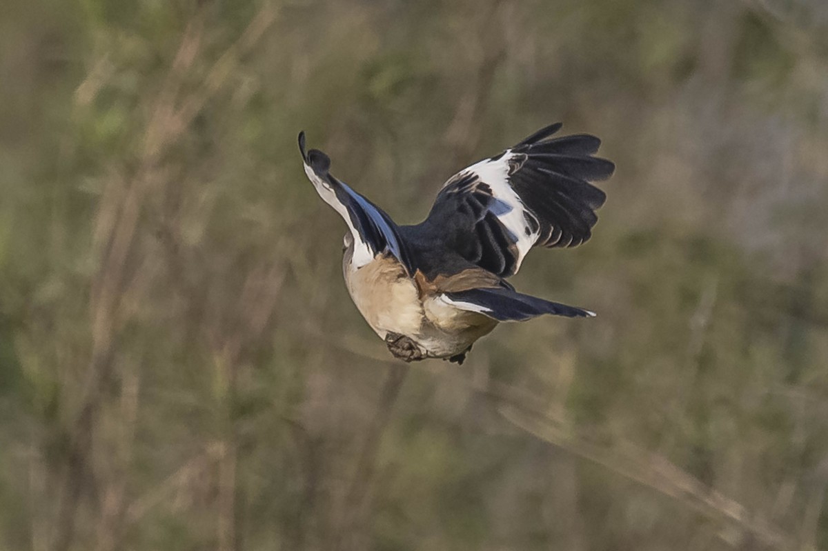 White-banded Mockingbird - ML604310521