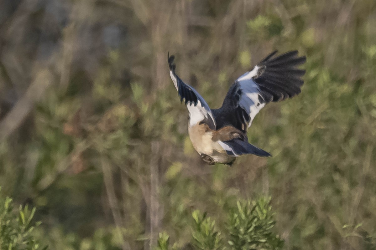 White-banded Mockingbird - ML604310531