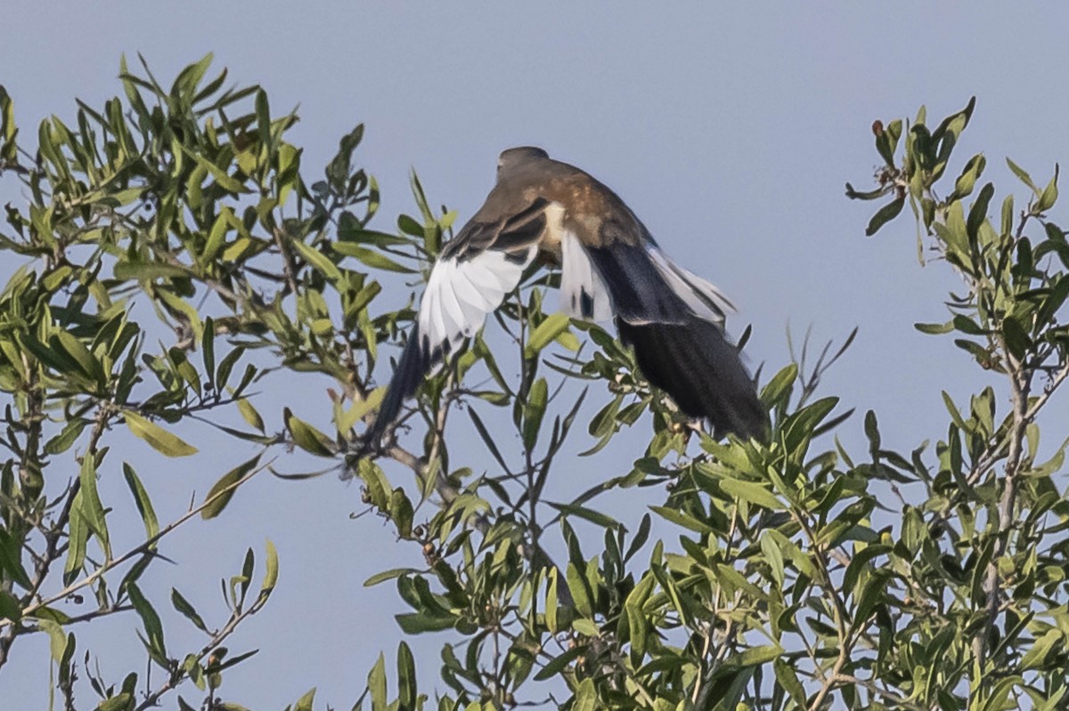White-banded Mockingbird - ML604310541