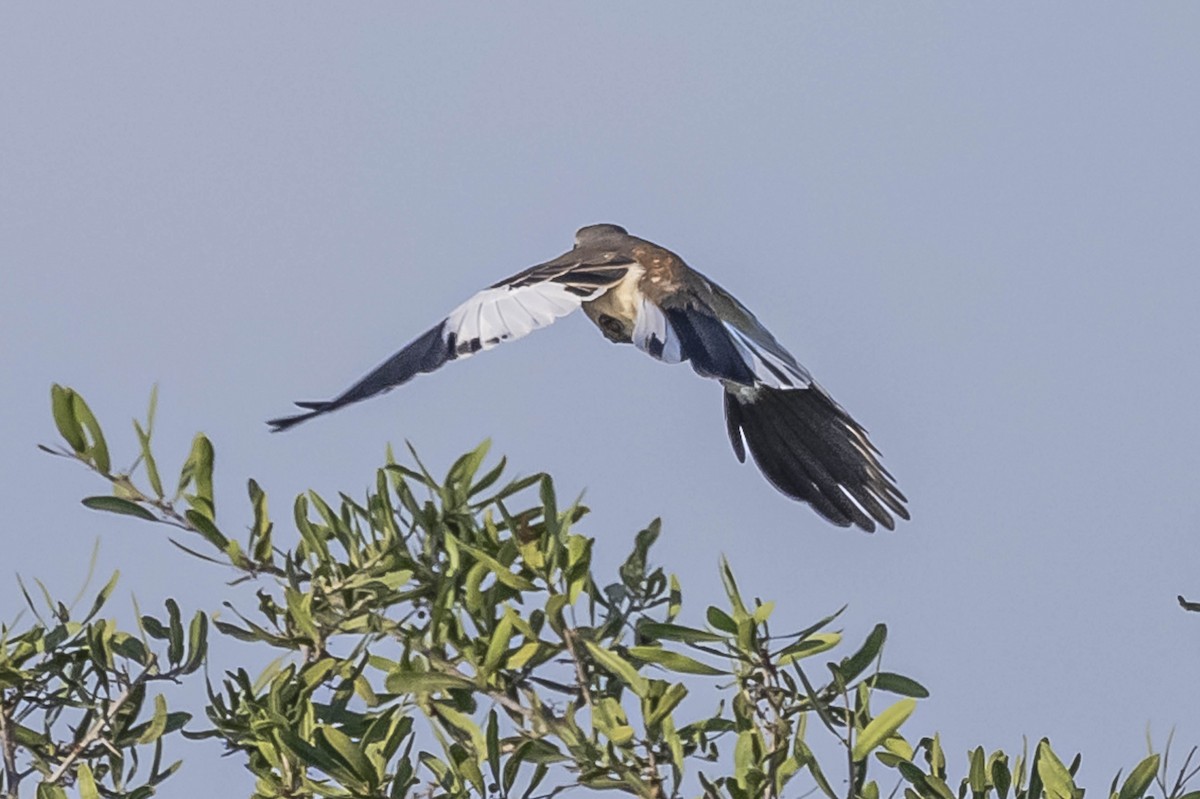 White-banded Mockingbird - ML604310551