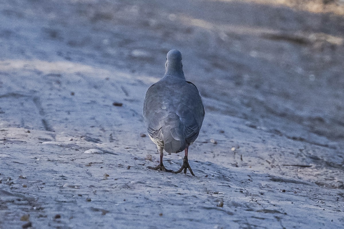 White-tipped Dove - Amed Hernández