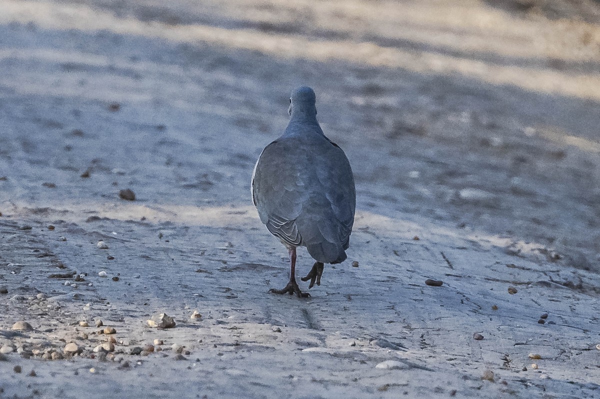 White-tipped Dove - Amed Hernández