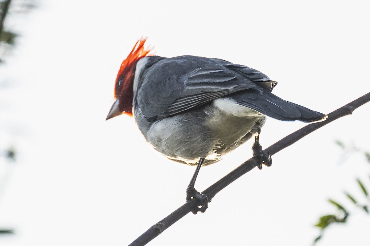Red-crested Cardinal - ML604310631