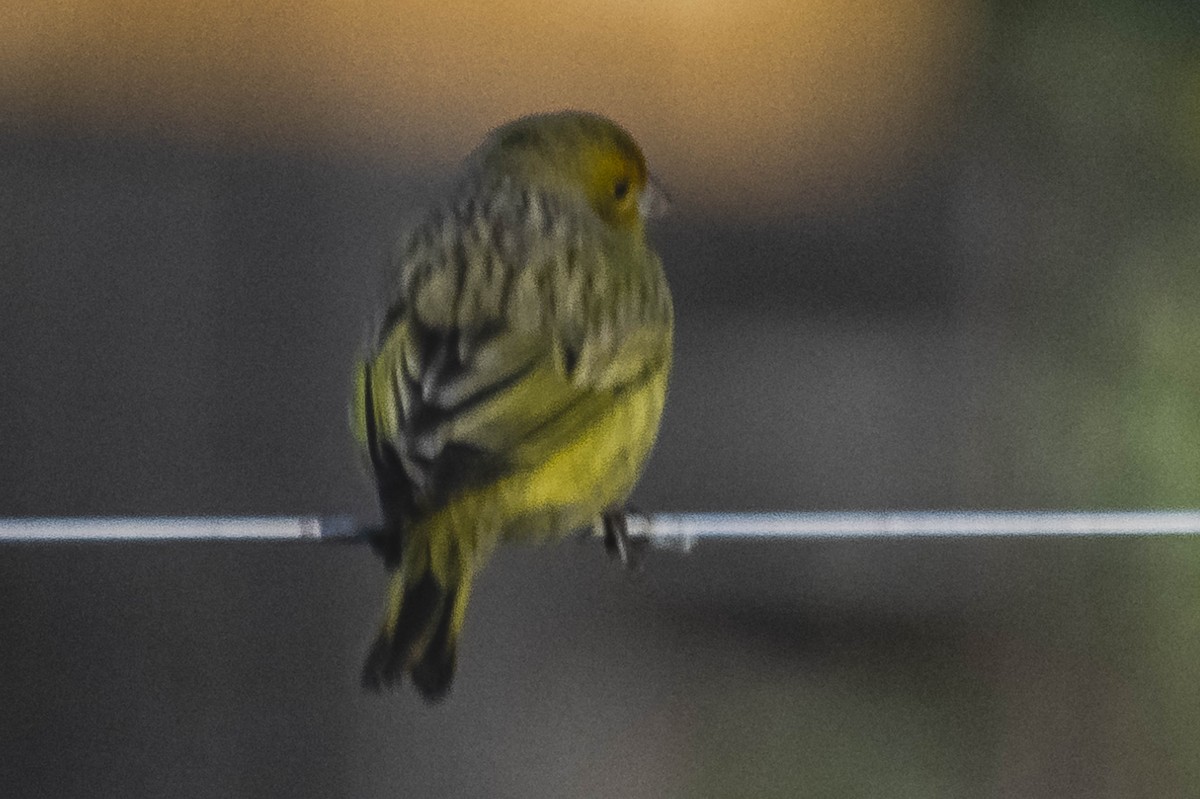 Saffron Finch - ML604310661