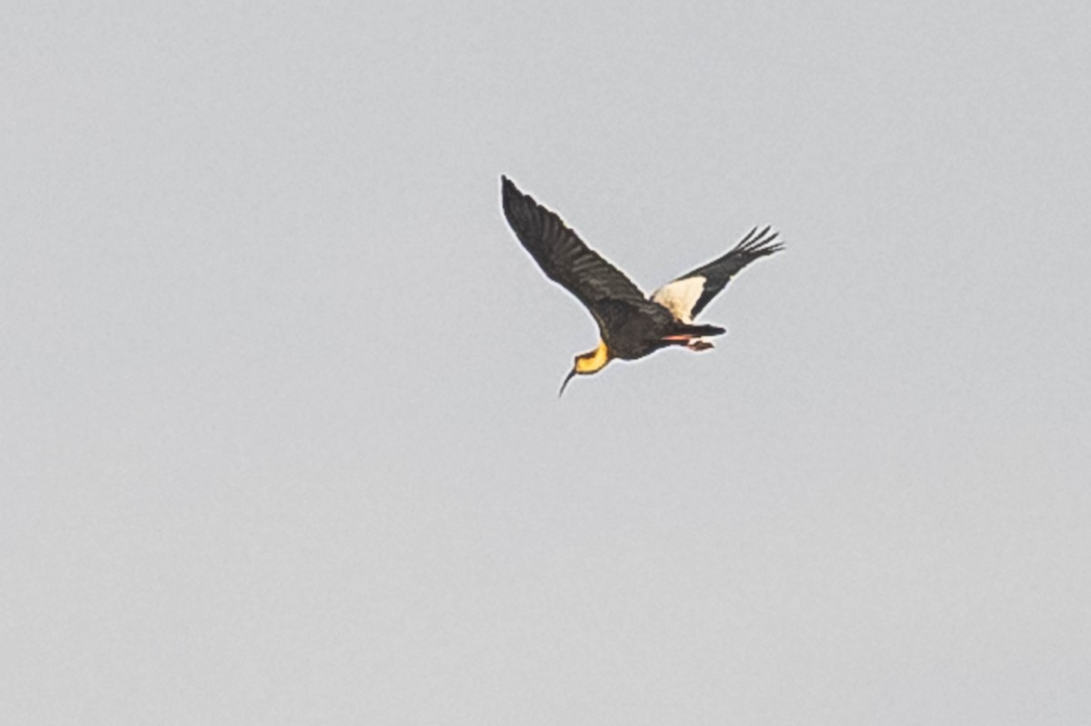 ibis bělokřídlý - ML604310711