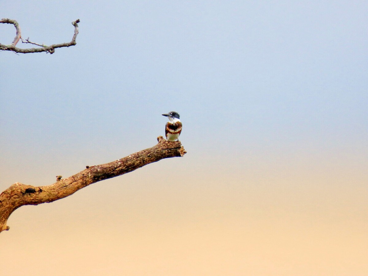 Belted Kingfisher - ML604311021