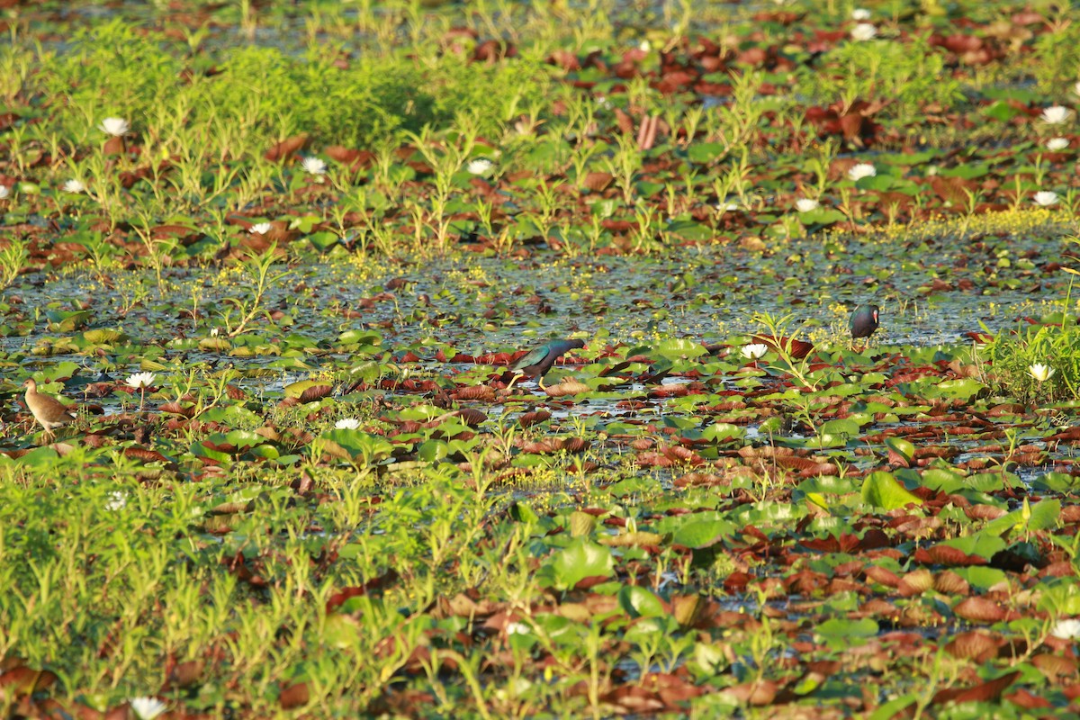 Purple Gallinule - ML604311601