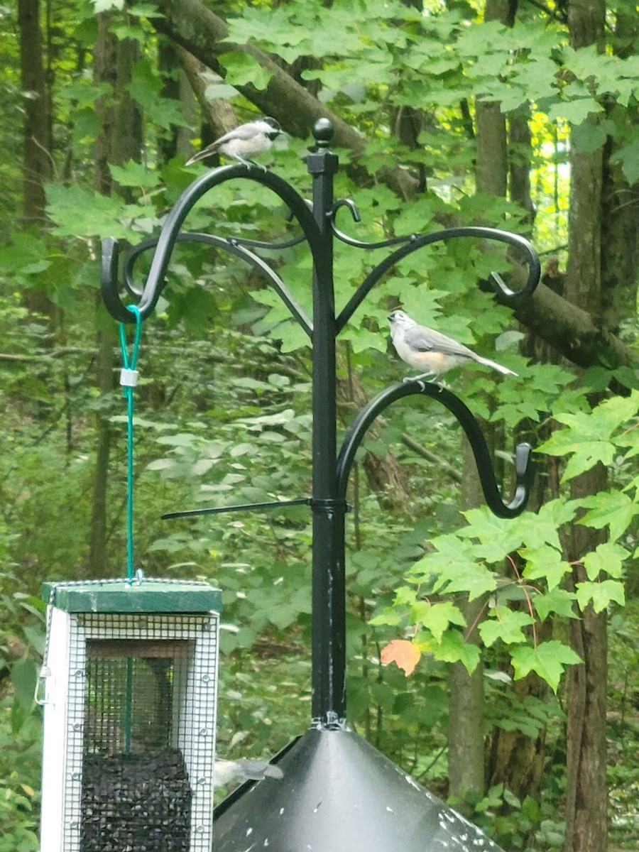 Tufted Titmouse - ML604311721