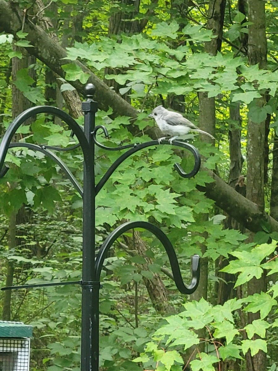 Tufted Titmouse - ML604311731