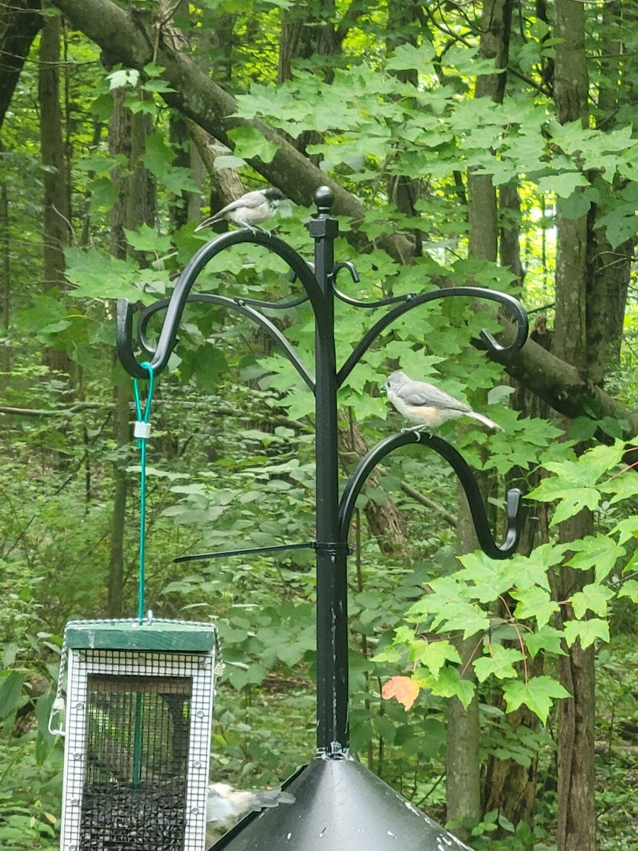 Tufted Titmouse - ML604311741