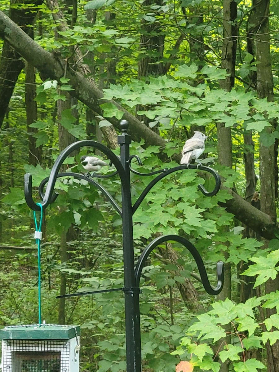 Tufted Titmouse - ML604311751