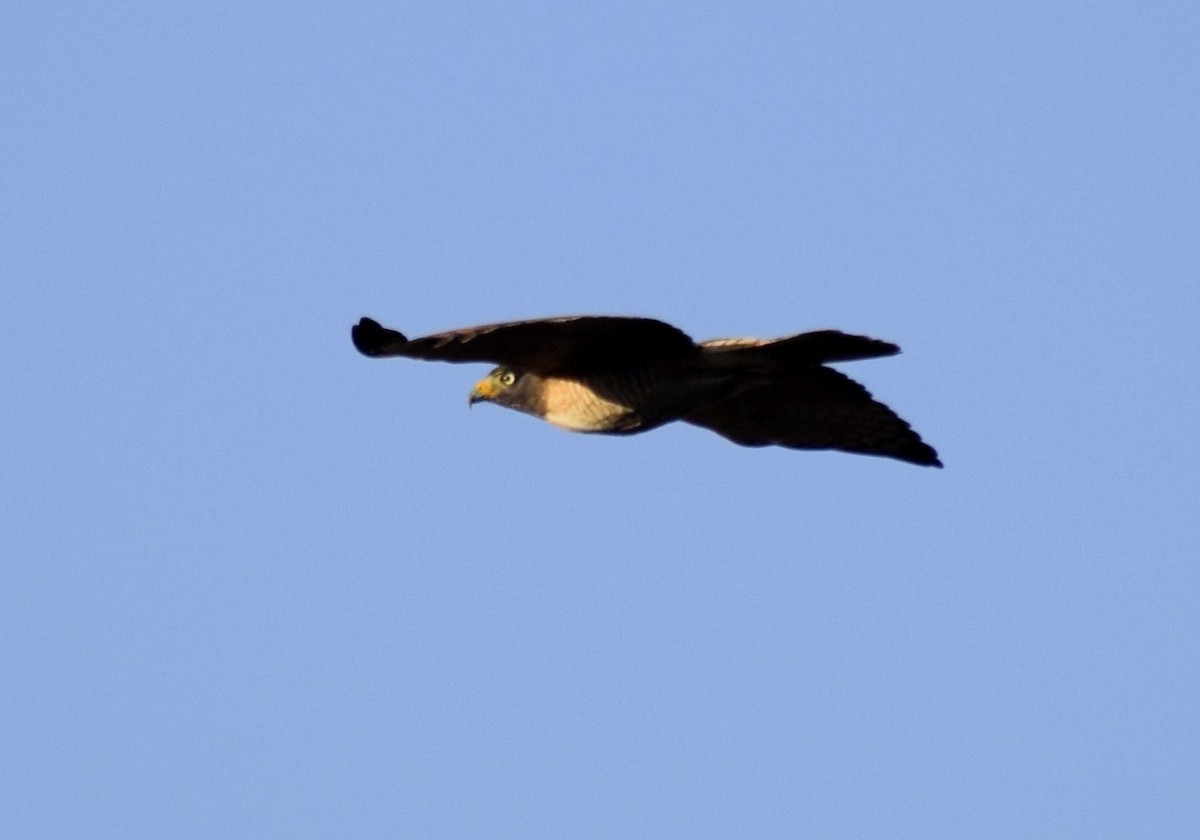 Roadside Hawk - sergio bruno
